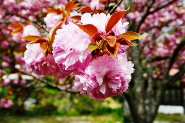 Fototapeta premium 一心寺の八重桜