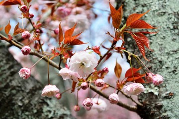 一心寺の八重桜