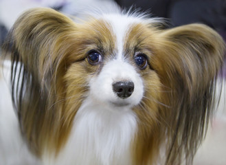 Собака порода папильон (Континентальный той-спаниель)