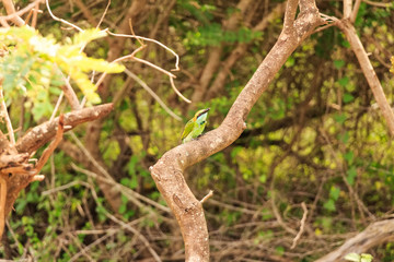 Bee-eater or Merops orientalis sits on branch