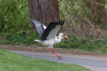 Weißstorch auf feldweg