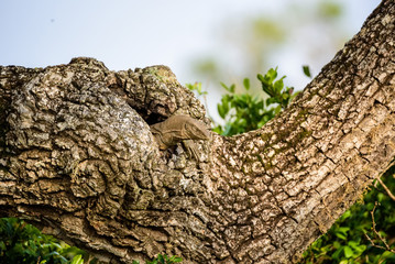 Obraz premium Monitor lizard genus Varanus in Sri Lanka