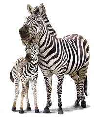 Two zebras watercolor painting © Kajenna