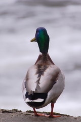Stockenten Erpel am Flussufer