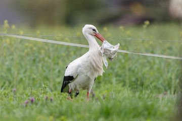 Weißstorch mit beute