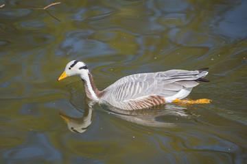 Bar-headed Goose, Anser indicus, goose swimming