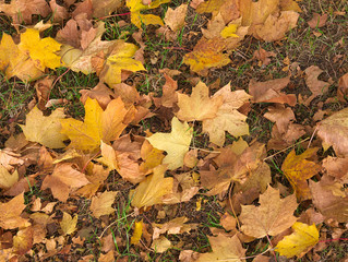 Yellow brown autumn leaves