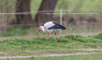storch geht auf pferdeweide