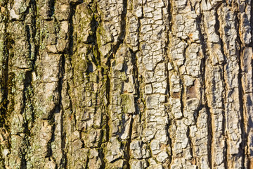 Old bark macro