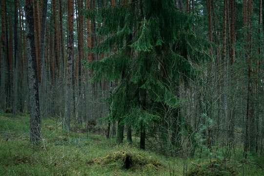 Fototapeta Single old fir tree in a pine forest with rich and heavy branches in intensive green color.