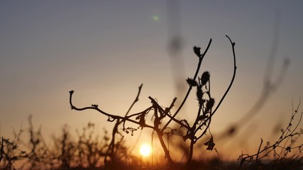 nature sunset. grass swaying in the wind on nature a beautiful sunset silhouette
