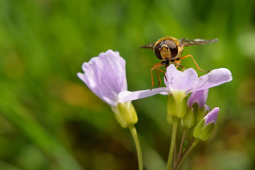 pollinisation fleurs syrphe