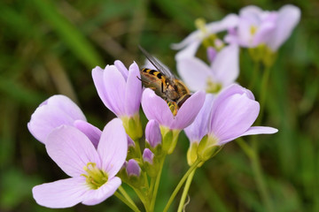 pollinisation fleurs syrphe