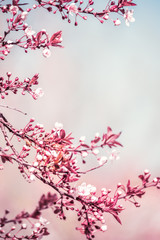 Branches of a lush blossoming decorative apple tree in early spring. Very soft selective focus, a little vintage artistic photo.
