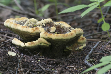 Ganoderma applanatum mushroom