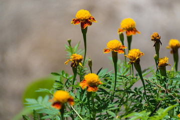 Small yellow flowers on green background. shallow focus.