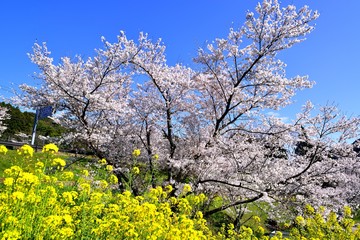 安岐ダムのサクラめぐり