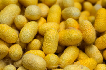 Silk Cocoon