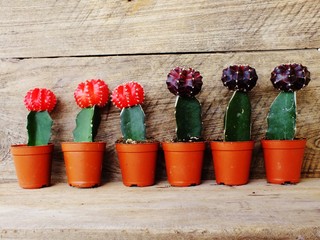cactus collection in small flower pots on wooden background