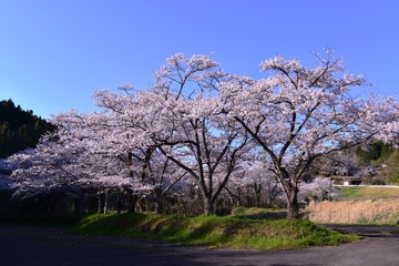 安岐ダムのサクラめぐり
