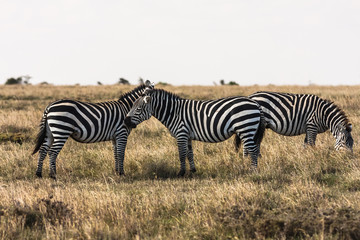 Zebras in the savannah. Zebras talk to each other.  Masai Mara, Kenya	