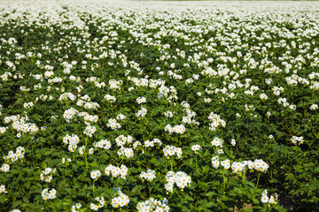 Blooming potato field on a sunny summer day.