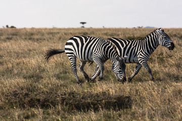 Fototapeta na wymiar Zebras in the savannah. Sociable zebras. Masai Mara, Kenya 