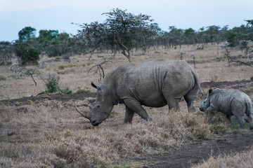 Fototapeta premium Large white rhino with baby. SweetWater, Kenya 