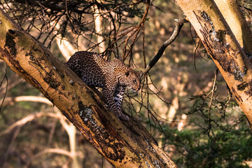 Leopard on a tree in an ambush. Africa