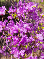 Fototapeta premium Flowering bush of Daurian Rhododendron. Floral background