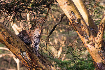 Leopard in ambush on the tree. Lake Nakuru, Kenya