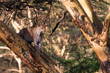 Leopard hiding on the tree. Nakuru, Africa