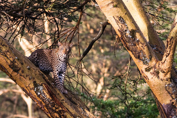 Leopard hiding on the tree. Nakuru, Kenya