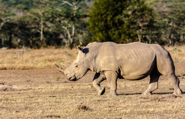 Large white rhino in savannah. Nakuru, Kenya	