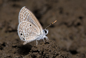 Bright Babul Blue butterfly during mud puddling