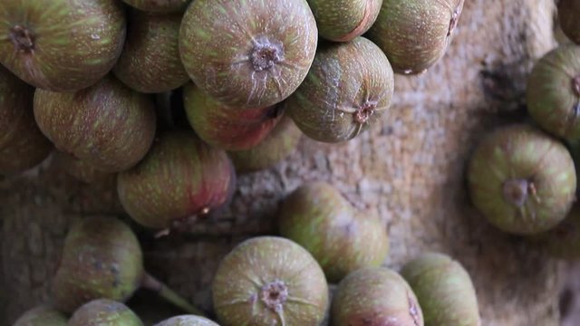 fig tree with lots of fruits
