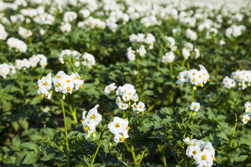 Flowering potatoes on a field close-up