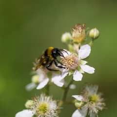 Bee on meadow flower in spring
