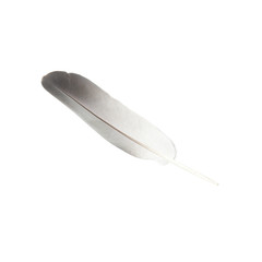 Bird's feather