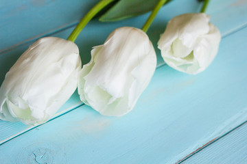 Fresh white tulips on turquoise painted planks