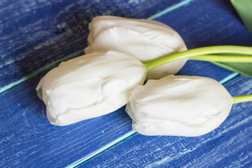 Fresh white tulips on wooden painted planks