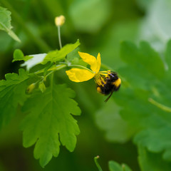 Bee on meadow flower in spring