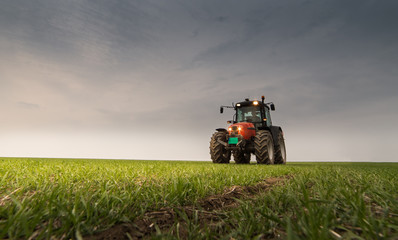Obraz premium Tractor spraying pesticide on wheat field with sprayer