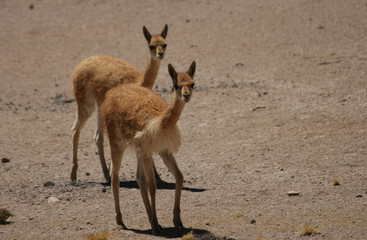 Vicuna in the Silinas Nature Reserve