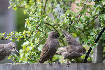 photo of a group of fledgling starlings sitting on a wooden fence