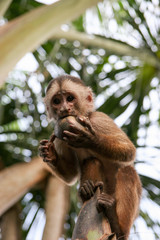 Little monkey on the tree © Oleksii