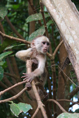 Little monkey on the tree