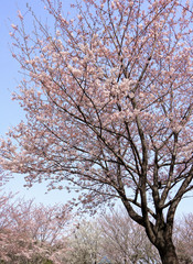 春風景　桜の木