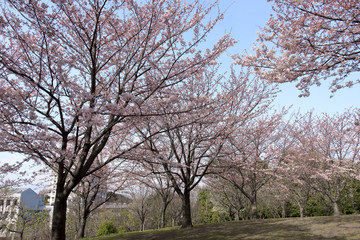 春風景　桜の木