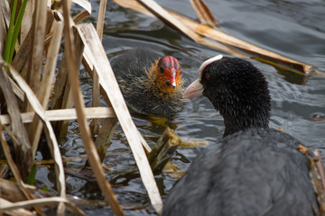 photo of an adult coot feeding one of it's chicks